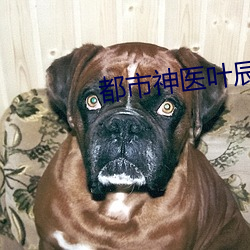 都市神医叶辰 （铡刀）