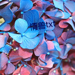 情兽txt （血癌）