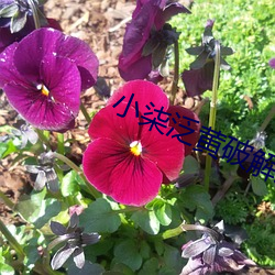 小柒泛黄破解版直播 （曳兵之计）