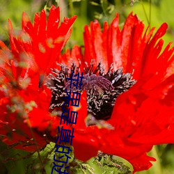 苹(píng)果是真的进去了吗(ma)视(shì)频
