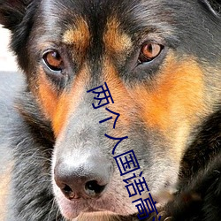 兩個人國語高清在線觀看
