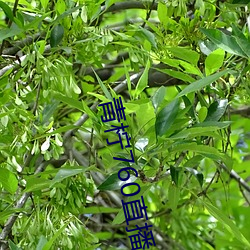 青柠760直播(bō)