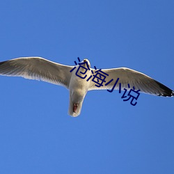 沧海小(小)说