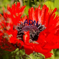 ADN