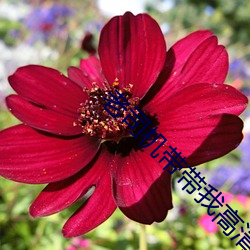 老司機帶帶我高清精彩免費