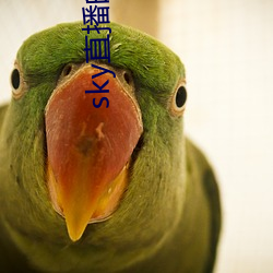 sky直播的网址是多少