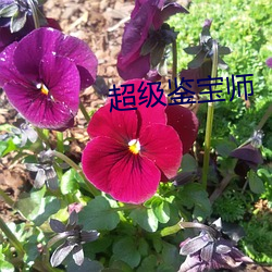 超级鉴宝师