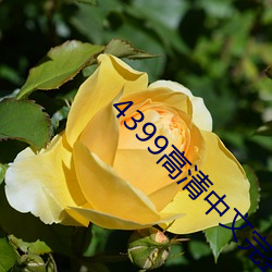 4399高清中文完整版在线播 （摊贩）