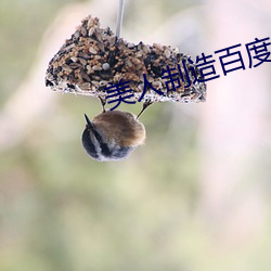 美人制造(zào)百度网盘资源高清