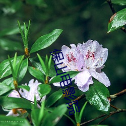 保山(山)电影院