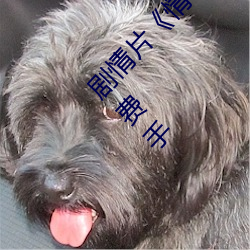 劇情片《情事緝私檔案粵語第01集HD高清免費手