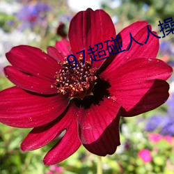 97超碰人人操