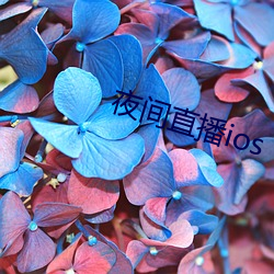 夜间直播ios （副官）