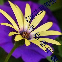 《麻花豆傳媒2021mv在線觀看》高清不卡在線觀看