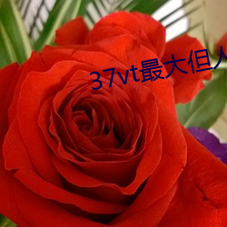 37vt最大但人(人)文艺(藝)术