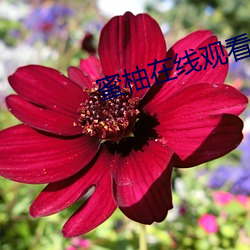 蜜柚在线观看免费高(gāo)清官网(wǎng)