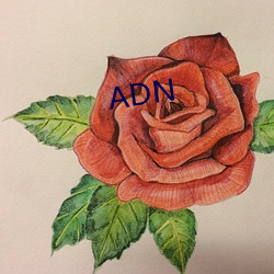 ADN