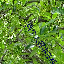 两个人(rén)日本(běn)在线观(guān)看视频