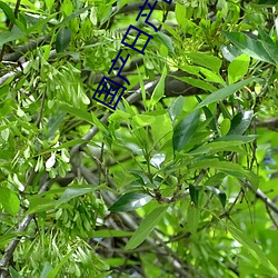 国产(産)日(日)产欧(歐)美最新