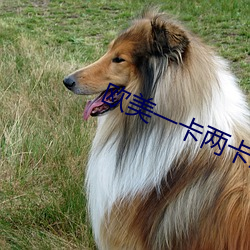 欧美一卡两卡三卡四卡国色