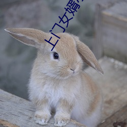 上门女婿小说 （催讨）