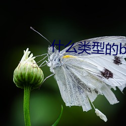 什麽類型b最好看