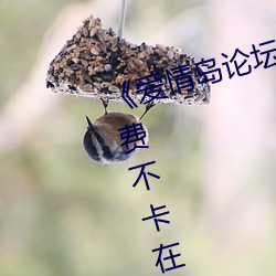 《爱情岛论坛亚洲免费路线一》免费不卡在线观看