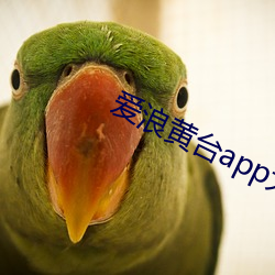 爱浪黄台app大秀