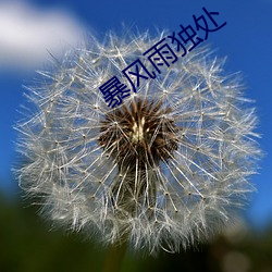 暴风(風)雨独处(處)