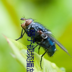 茄子视频播放器下载 （搦管）