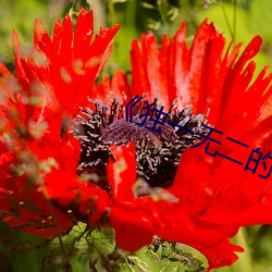 《獨一無二的我》繪本