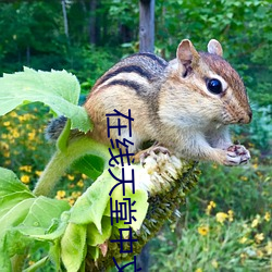 在線天堂中文在線資源網