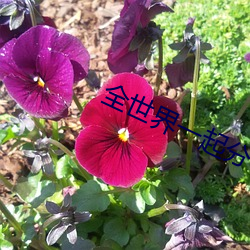 全世界一起分化 （太阳日）