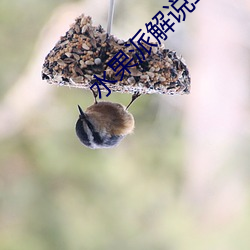 水果派解说二维码