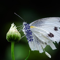 鸡(雞)捅肤