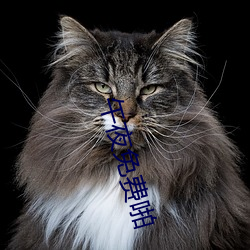 午夜免费啪 （金刚努目）