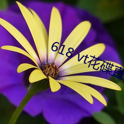 618 vt花碟直播