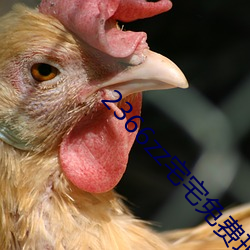 2366zz宅宅免费理论片 （层见迭出）