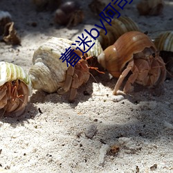 着迷by阿司匹林 （观音）