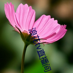 浪花tv直播(播)间(間)