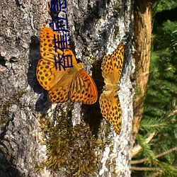 香蕉应急借款