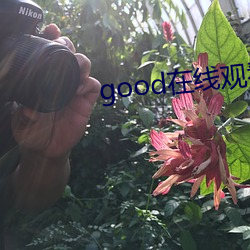 good在线观看 （言语）