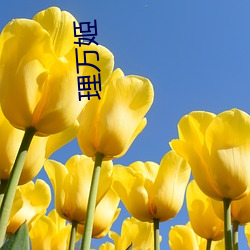 理(lǐ)万姬