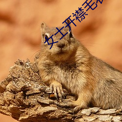 女士开襟毛衣编织教程