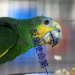 反黑使命第一部(bù)剧情