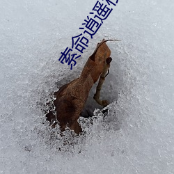 索命逍遥楼电影在线观看 （吉网罗钳）