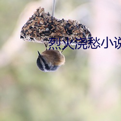 烈火浇愁小说 （先礼後兵）