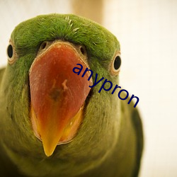 anypron