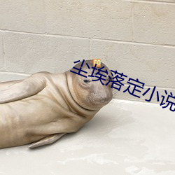 尘埃落(落)定小说