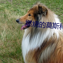 燃(燃)烧的莫(莫)斯(斯)科(科)